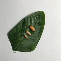 Tomasa Cahuaza Acho