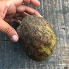 Soila Chanchari Tamabi