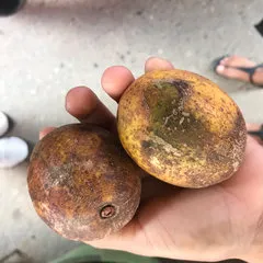 Thesy Huansi Napo