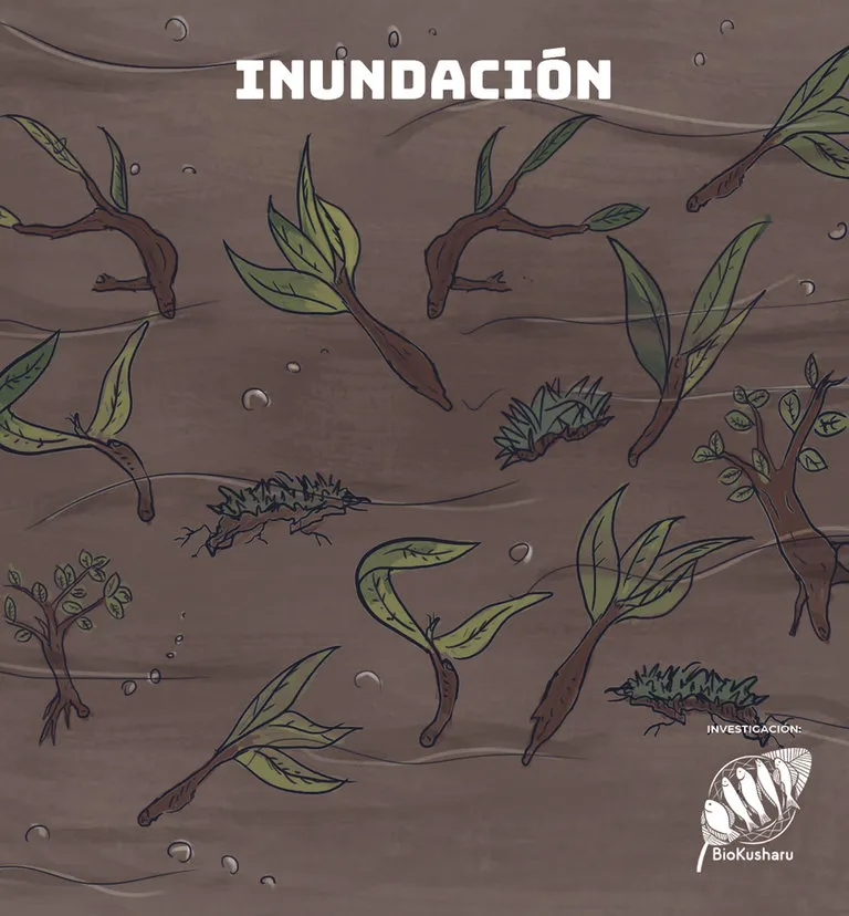 Ficha: Inundación