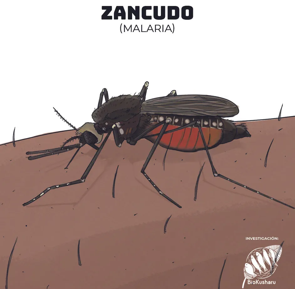 Ficha: Zancudo