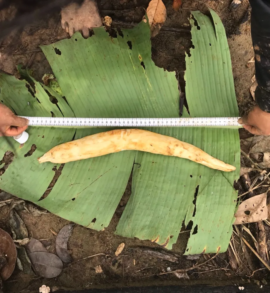 Medición de yuca amarilla en la chacra